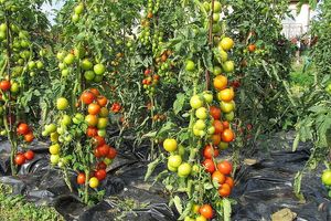 Агроволокно и помидоры - секрет богатого урожая сочных томатов