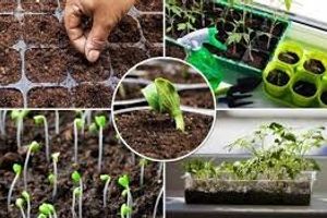 Коли садити овочі: найкращий час та особливості посадки