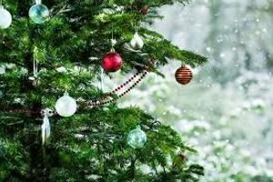 Все, что нужно знать про живую новогоднюю елку