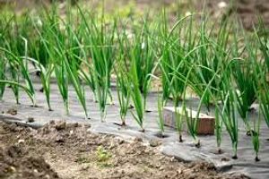 Выращивание овощей на агроволокне: важные нюансы и полезные рекомендации