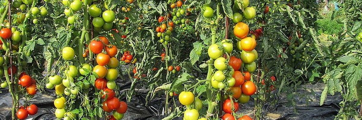Как не ошибиться с томатами — простые правила выбора | Наши советы