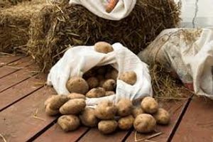 Как хранить картошку: полезные советы и рекомендации дачникам