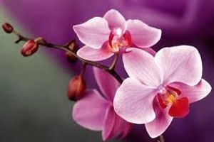 Орхидея - непревзойденная королева цветов
