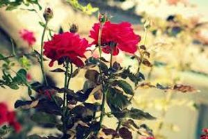 Как сажать розы осенью под зиму: секреты и рекомендации