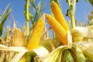Как вырастить сладкую кукурузу: особенности ухода