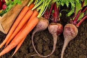Секреты хранения буряка и моркови зимой