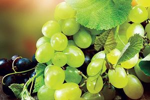 Как ухаживать за виноградом: полив, подкормка, обрезка