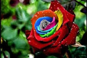 Как вырастить розы: негласные секреты и простые рекомендации