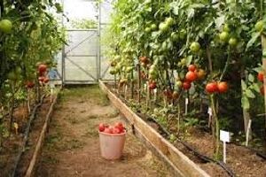 Выращивание помидор в теплице