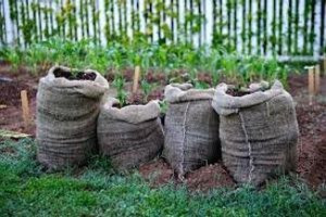 Выращиваем картофель правильно или как лучше садить и поливать любимый овощ