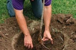 Як садити дерева?