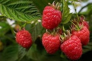 Вкусная и полезная малина: уход, полив, подкормка